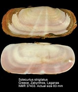 Image result for "solecurtus Chamasolen". Size: 158 x 185. Source: www.nmr-pics.nl