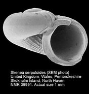 Image result for Skenea serpuloides Feiten. Size: 176 x 185. Source: www.marinespecies.org