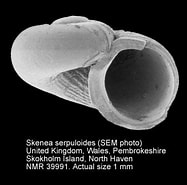 Image result for Skene'serpuloides Hábitat. Size: 187 x 185. Source: www.marinespecies.org
