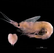 Afbeeldingsresultaten voor "gastrosaccus spinifer". Grootte: 187 x 185. Bron: www.flickr.com