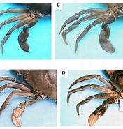 Image result for Scylla olivacea Order. Size: 176 x 185. Source: www.researchgate.net
