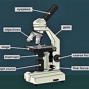 Image result for microscopio A cosa serve. Size: 184 x 185. Source: okdiario.com