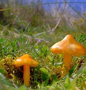 Image result for "strombidium conicoides". Size: 176 x 185. Source: ultimate-mushroom.com