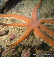 Image result for "luidia Ciliaris". Size: 176 x 185. Source: european-marine-life.org