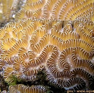 Image result for Merulinidae. Size: 187 x 185. Source: www.aquaportail.com