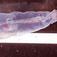 Image result for Galiteuthis glacialis. Size: 185 x 115. Source: www.elcorreogallego.es