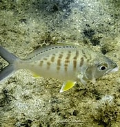 Image result for "guerres Cinereus". Size: 174 x 185. Source: www.inaturalist.org
