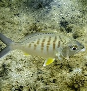 Image result for "guerres Cinereus". Size: 176 x 185. Source: www.inaturalist.org