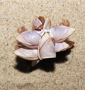 Afbeeldingsresultaten voor "lepas Pectinata". Grootte: 174 x 185. Bron: www.beachexplorer.org