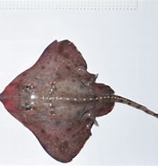 Image result for "raja Bathyphila". Size: 176 x 185. Source: descna.com