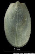 Afbeeldingsresultaten voor "limatula Gwyni". Grootte: 120 x 185. Bron: naturalhistory.museumwales.ac.uk