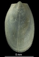 Image result for Limatula gwyni Rijk. Size: 128 x 185. Source: naturalhistory.museumwales.ac.uk