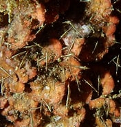 Image result for "leptomysis Mediterranea". Size: 176 x 185. Source: bioobs.fr