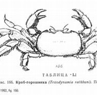 Afbeeldingsresultaten voor Tritodynamia rathbuni Stam. Grootte: 190 x 124. Bron: www.crabs.ru