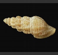 Image result for "bela Brachystoma". Size: 197 x 185. Source: www.aphotomarine.com