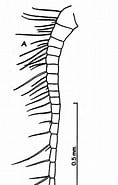 Image result for Acrocalanus andersoni Order. Size: 106 x 185. Source: copepodes.obs-banyuls.fr