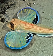 Afbeeldingsresultaten voor Lepidotrigla. Grootte: 176 x 185. Bron: fishesofaustralia.net.au