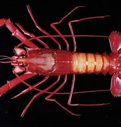 Image result for "metanephrops Sibogae". Size: 177 x 185. Source: www.marinespecies.org
