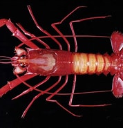 Image result for "metanephrops Boschmai". Size: 178 x 185. Source: www.marinespecies.org