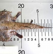 Afbeeldingsresultaten voor Dibranchus atlanticus Anatomie. Grootte: 180 x 165. Bron: www.marinespecies.org