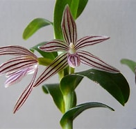 Image result for "clymenura Lankesteri". Size: 196 x 185. Source: orchids.wikia.com