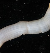Image result for Sipunculidea. Size: 176 x 185. Source: eol.org