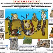 Afbeeldingsresultaten voor Protodriloides chaetifer Rijk. Grootte: 185 x 150. Bron: studylibnl.com