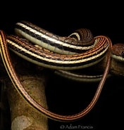 Image result for Dendrelaphis caudolineatus. Size: 176 x 185. Source: www.hongkongsnakeid.com