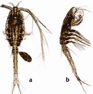 Afbeeldingsresultaten voor "oithona Plumifera". Grootte: 184 x 185. Bron: copepodes.obs-banyuls.fr