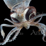 Image result for Teuthowenia megalops. Size: 184 x 185. Source: www.aflo.com