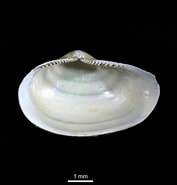 Image result for Yoldiella intermedia. Size: 177 x 185. Source: www.marinespecies.org