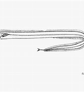 Afbeeldingsresultaten voor Benthodesmus. Grootte: 170 x 185. Bron: indiabiodiversity.org