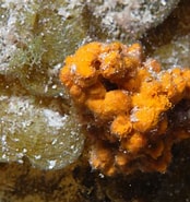 Afbeeldingsresultaten voor Axinella corrugata. Grootte: 174 x 185. Bron: spongeguide.uncw.edu