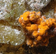 Afbeeldingsresultaten voor Axinella corrugata. Grootte: 190 x 185. Bron: spongeguide.uncw.edu
