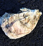 Image result for Japanse oester Klasse. Size: 175 x 185. Source: schelpdierenalbum.blogspot.com
