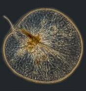 Afbeeldingsresultaten voor Noctilucaceae. Grootte: 176 x 185. Bron: www.pinterest.com