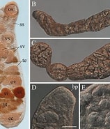 "travisiopsis Levinseni" に対する画像結果.サイズ: 158 x 185。ソース: www.researchgate.net