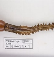 Image result for Nephtys incisa. Size: 176 x 185. Source: www.marinespecies.org