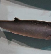 Image result for "Mesoplodon Bowdoini". Size: 176 x 185. Source: www.scientificlib.com