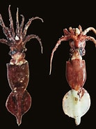 Image result for Lepidoteuthidae. Size: 138 x 185. Source: www.researchgate.net