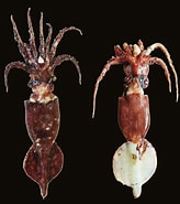 Image result for Rhachotropis Grimaldi. Size: 164 x 185. Source: www.researchgate.net