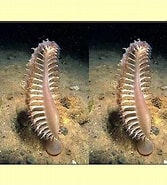 Image result for Pennatulidae. Size: 167 x 185. Source: www.enciclopedino.it