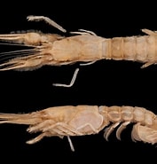 Image result for Thaumastocheles japonicus. Size: 177 x 185. Source: japanesedecapods.web.fc2.com