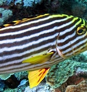 Image result for Sweetlips Fish Wikipedia. Size: 176 x 185. Source: seaunseen.com