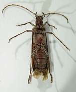 Image result for "mesorhabdus Angustus". Size: 153 x 185. Source: bugguide.net