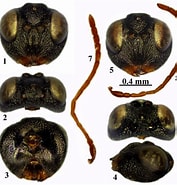 Résultat d’image pour Protodriloides chaetifer Geslacht. Taille: 177 x 185. Source: www.researchgate.net