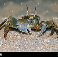 Image result for Ocypode ceratophthalmus Order. Size: 186 x 185. Source: www.alamy.com