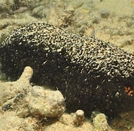 Afbeeldingsresultaten voor "actinopyga Miliaris". Grootte: 190 x 185. Bron: reeflifesurvey.com