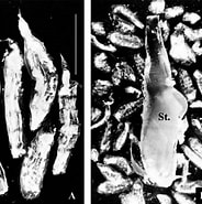 Afbeeldingsresultaten voor "iasis Zonaria". Grootte: 184 x 185. Bron: www.researchgate.net