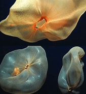 Afbeeldingsresultaten voor Deepstaria enigmatica jellyfish. Grootte: 170 x 185. Bron: www.researchgate.net